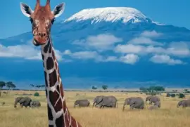 Kilimanjaro