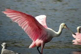 Roseate Spoonbill in flight