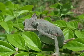 Camaleonte calyptraus