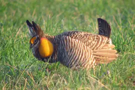 Gallo prataiolo maggiore