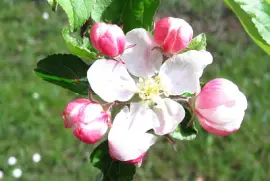 malus malus