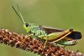 Locusta delle torbiere