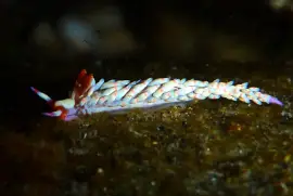 Babakina indopacifica