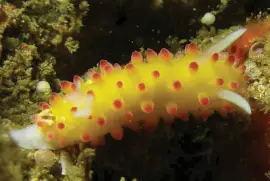 Cadlinella ornatissima