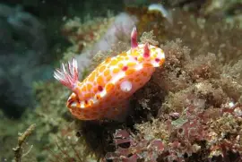 Ceratosoma amoenum