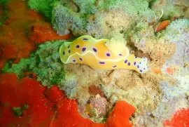 Ceratosoma ingozi