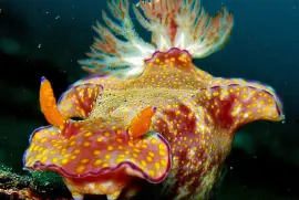 Ceratosoma tenue