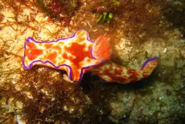 Ceratosoma trilobatum