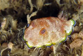 Chromodoris pustolosa