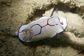 Chromodoris annulata