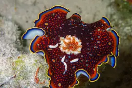 Chromodoris charlottae