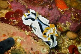 Chromodoris dianae