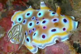 Chromodoris geminus