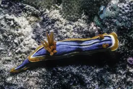Chromodoris hamiltoni