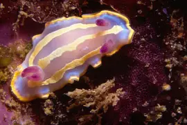 Chromodoris krohni