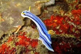 Chromodoris lochi