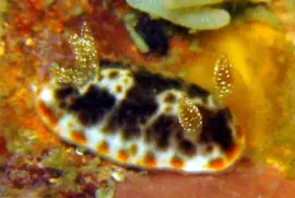 Chromodoris mandapamensis