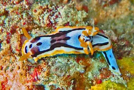 Chromodoris michaeli