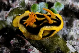 Chromodoris nudibranch