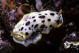 Chromodoris orientalis