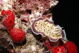 Chromodoris tritos