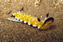 Chromodoris vibrata