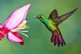 colibrÃ­