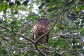 Curol del madagascar