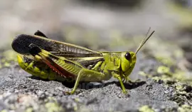 פאזל של Arciptera fusca