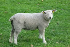 פאזל של Lamb