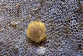 פאזל של Corambe