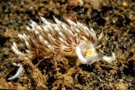 פאזל של Cratena lineata