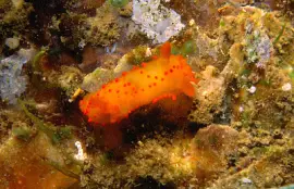 פאזל של Crimora papillata