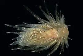 פאזל של Cumanotus beaumonti