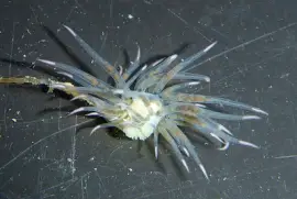 פאזל של Cumanotus fernaldi