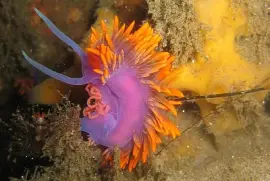 פאזל של Spanish shawl