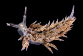 פאזל של Cuthona amoena