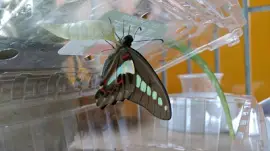 פאזל של æŽç®ç¶º