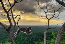 פאזל של imagem