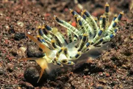 פאזל של Cuthona diversicolor