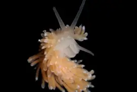 פאזל של Cuthona nana