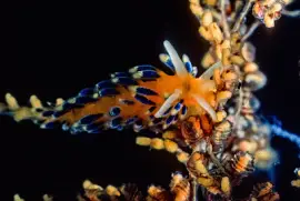 פאזל של Cuthona ornata