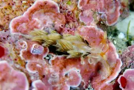 פאזל של Cuthona puellula