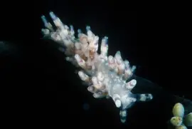 פאזל של Cuthona purpureoanulata