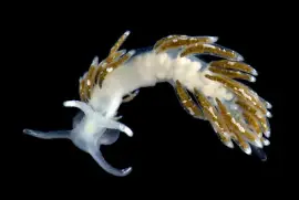 פאזל של Cuthona pustulata