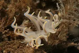 פאזל של Cuthona rolleri