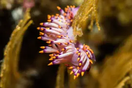 פאזל של Cuthona sibogae