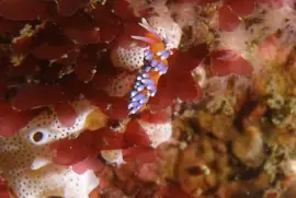 פאזל של Cuthona speciosa