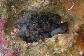 פאזל של Dendrodoris albopurpura