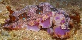 פאזל של Dendrodoris alchetron